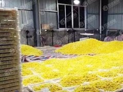 皇菊烘干現場